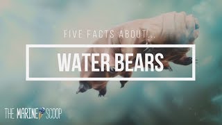 Five Facts About Water Bears [upl. by Milt735]