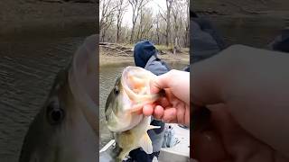 Crappie lures catch big bass shorts bassfishing bassfishinglife crappie mississippi [upl. by Corliss]