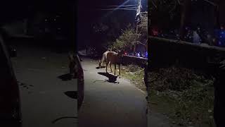 Barasingha swamp deer near home india tour ansuniranjan viralshorts travel shambhu [upl. by Noseimaj]