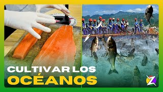 🏭 INDUSTRIA ACUÍCOLA NACIONAL · 🐟¡PROBAMOS SASHIMI de TRUCHA PATAGÓNICA en VIVO [upl. by Rubbico]