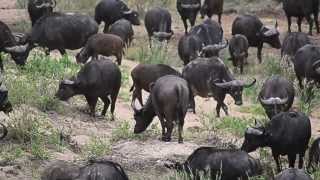 Mega Cape Buffalo Herd in Kruger on Safari with ASA [upl. by Mauve]