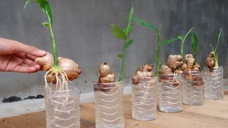 How to grow Ginger in water for beginners Growing ginger at home [upl. by Adialeda11]