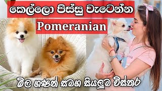 Everything about Pomeranian sinhala  මිල ගණන් සමග [upl. by Pinchas202]