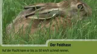 Der Feldhase Lepus europaeus [upl. by Yrek]