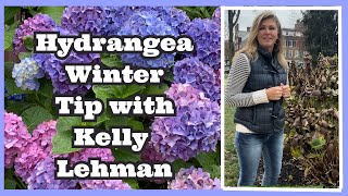 HYDRANGEA WINTERIZATION TIP  KELLY LEHMAN [upl. by Novanod]