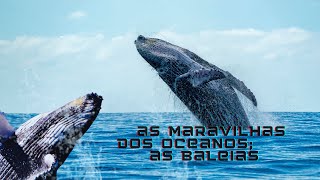 Maravilhas dos Oceanos Conheça as Espécies Mais Fascinantes de Baleias e Suas Curiosidades [upl. by Lectra]