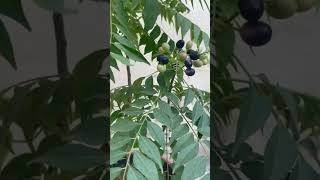 My Beautiful Home Garden Murraya Rutaceae Curry leaf plant viralgardeningnature plantsfruit [upl. by Watters15]