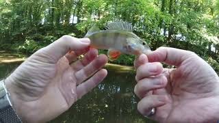 Ultralight BFS Fishing UK Canals  Perch amp Pike [upl. by Ansel726]