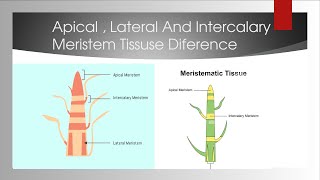 difference between Apical Intercalary And Lateral Meristem tissue [upl. by Haelahk292]