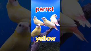 Parrot finch mutation flute music instrumental nature youtubeshorts birds duet foryou [upl. by Aisorbma]