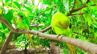 Parrot Video  Desi Tota  Ring Neck Parrots [upl. by Nart]