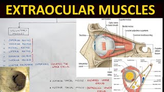 Extraocular Muscles Anatomy 12  Head amp Neck Anatomy [upl. by Liggett105]