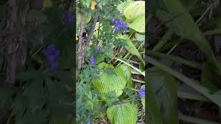 Monkshood blooms in fall with golden hosta monkshood hosta fallcolors [upl. by Devina]