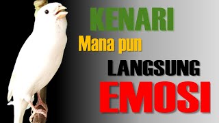 kenari gacor ROL PANJANG buat pancingan kenari agar bunyi jadikan burung kenari gacor EMOSI 5 [upl. by Lindley924]