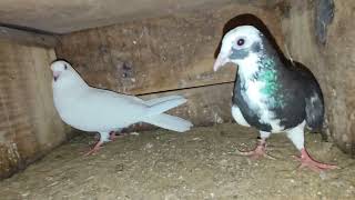 best high flyer red pigeon calicut bird ❤️❤️👍🏻 [upl. by Niwrek]