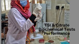 TSI amp Citrate test Biochemical Tests Pathologylab Microbiology practical [upl. by Cassey980]