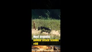 Most dramatic animal attack scenes 08 [upl. by Corty]