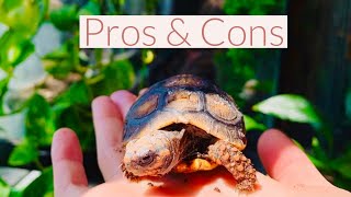 Red Footed Tortoise Pros amp Cons [upl. by Eniarda]