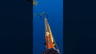 Yellowtail sashimiSpearfishingspearfishing spearfish diving yellowtail foryou fy riffe￼￼ [upl. by Aubree]