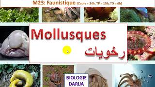 Mollusques sv3 رخويات [upl. by Aittam]