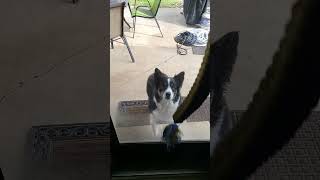 Silly Dog Tries to Get Toy Through Glass Door  Hits Nose Instead 🤣🤣🥰Shes Fine dog doglover [upl. by Nidnarb]