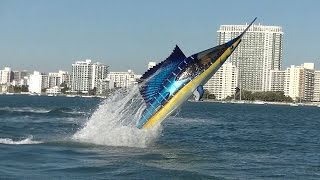 Seabreacher Sailfish hits Miami [upl. by Llerrej]