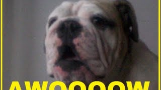 GUARANTEED TO MAKE YOUR DOG HOWL ◄ BULLDOG SINGING A SONG [upl. by Adias]