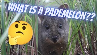 WHAT IS A PADEMELON [upl. by Airemaj]