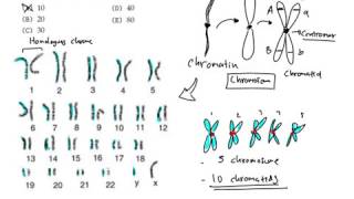 Differences on chromatid and chromosome [upl. by Jeconiah]