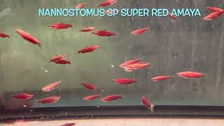 Nannostomus sp SUPER RED AMAYA [upl. by Yahsel161]