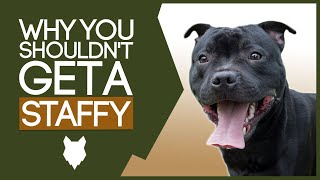 STAFFORDSHIRE BULL TERRIER 5 Reasons You SHOULD NOT GET A Staffy [upl. by Norrad27]