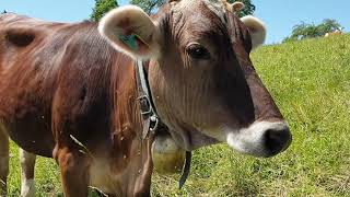 Bauernhoftiere für Kinder mit Naturgeräuschen  Kühe Schafe Pferde Hühner [upl. by Havard56]