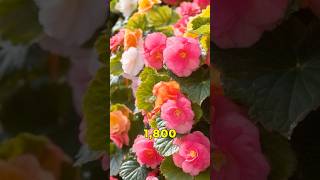 Exploring the Beautiful Begonia Flower [upl. by Viens]