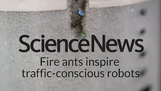 Fire ants inspire trafficconscious robots  Science News [upl. by Urian]