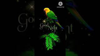 GOOD NIGHT video [upl. by Nwadrebma]