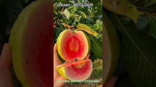 Red Daimond Guava Plant  Red Daimond Amrud  Guava  अमरूद  लाल डेमोंड अमरूद  Red Daimond Amarood [upl. by Agnella738]