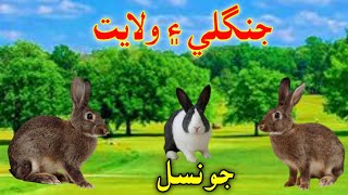 Rabbit any of various burrowing animals sahili Patti TV [upl. by Fisuoy]