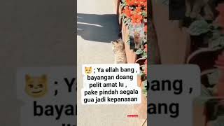 Pelit amat sih bang bayangan doang 🐱 shorts fyp viral cat catlover fypshorts [upl. by Rapsac]