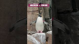 Macaroni Penguin 🐧 penguin macaroni shorts [upl. by Ainehta244]