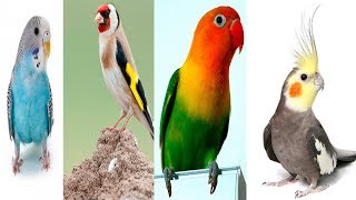 4 DE LOS MEJORES PAJAROS PARA TENER COMO MASCOTA [upl. by Ztnarf702]