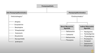 Autonomic Nervous System Pharmacology Receptors and Physiology [upl. by Maro]