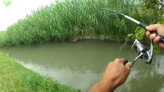 DOUBLEATTAQUE de BROCHET en LIVE MICH PÊCHE [upl. by Froh171]