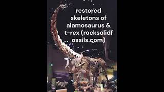 Alamosaurus amp T Rex Restored Skeletons dinosaur paleontology prehistoric fossil jurassicworld [upl. by Megargee]