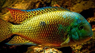 ⁴ᴷ ᵁˡᵗʳᵃ ᴴᴰ 𝐇𝐲𝐩𝐬𝐨𝐩𝐡𝐫𝐲𝐬 𝐧𝐢𝐜𝐚𝐫𝐚𝐠𝐮𝐞𝐧𝐬𝐢𝐬 Nicaragua Cichlid  Beautiful breeding pair [upl. by Gnah]