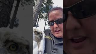 BCSO Owlet Rescue [upl. by Sedgewick]