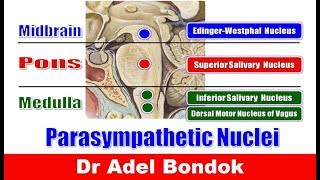 Parasympathetic Nuclei in the Brainstem and Parasympathetic Ganglia Dr Adel Bondok [upl. by Aletha]