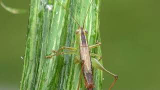 Shortwinged meadow katydid identification [upl. by Latsyrcal]