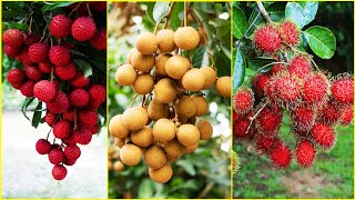 Tropical Fruit Farm Harvest  Lychee Longan Rambutan Harvesting  Amazing Agriculture Technology [upl. by Trudy]