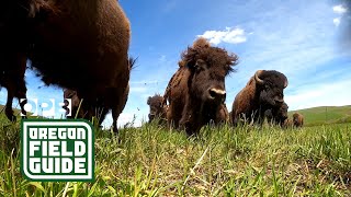 Bison Ranching in Oregons Wallowa Mountains  Oregon Field Guide [upl. by Atteuqram158]