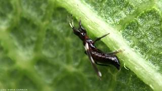 Female Banded Thrips  Aeolothrips fasciatus  Oviposition  Laying Eggs  Macro HD [upl. by Ku]